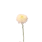 Coloured Disbuds - Peach