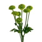 Chrysanthemums - Green