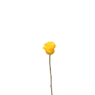 Roses - Yellow
