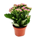 Potted Kalanchoe Plant - Pink