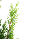 Cypress