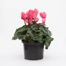Potted Cyclamen - Pink