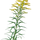 Golden Rod