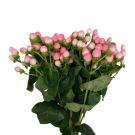 Hypericum - Pink