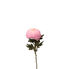 Coloured Disbuds - Hot Pink