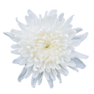Disbuds - White