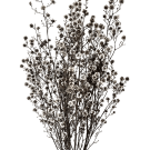 Preserved Dried Stirlingia - Natural