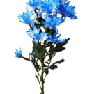 Chrysanthemums - Blue