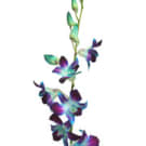 Blue Orchids