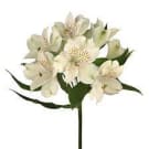 Alstroemeria - White