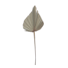 Preserved Dried Heart Palm - Natural