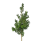Box Foliage