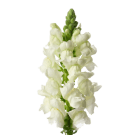 Snapdragons - White