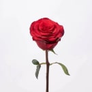 Red Roses