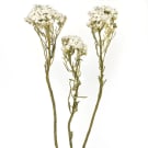 Mountain Daisy - White