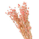 Preserved Dried Sea Holly Half A Stem - Pink