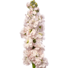 Stock - Pink