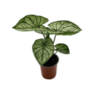 Potted Caladium Plant