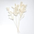 Preserved Dried 1/2 Stem Ruscus - White
