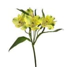 Alstroemeria - Yellow
