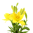 La Lilies - Yellow