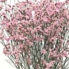 Misty Emile - Pink