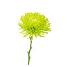Disbuds - Green