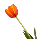 Tulips - Orange