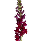 Snapdragons - Red