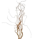 Twisted Willow