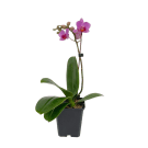 Potted Small Phalaenopsis Orchid Plant - Pink