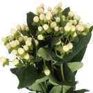 Hypericum - White