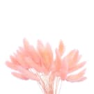 Preserved  Dried Bunny Tails - Pink