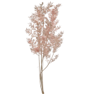 Preserved Dried Ruscus - Pink