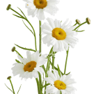 Easter Daisy