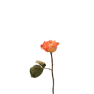 Roses - Orange