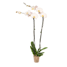 Potted Large Phalaenopsis Orchid Plant - Pink