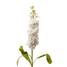 Stock - White