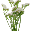Statice - White
