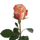 Roses - Peach