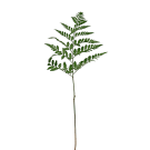 Leather Fern