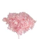 Preserved Dried 1/4 Stem Hydrangea - Pink