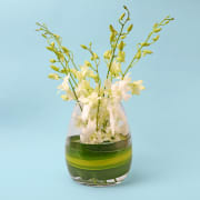 Elegant Orchids  - Standard