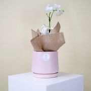 Petite Ceramic Orchid Delight  - Standard