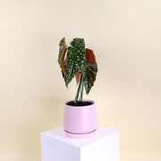 Begonia Maculata In Ceramic Pot - Standard