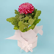 Graceful Petals Box  - Standard