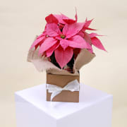 Rosy Poinsettia Elegance  - Standard