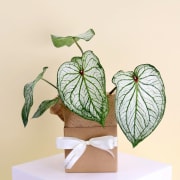 Caladium Plant  - Standard
