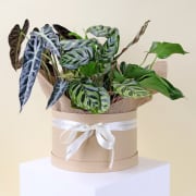 DIY - Mixed Indoor Jungle - Standard
