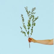 Dried Eucalyptus Gum Stem  - Standard
